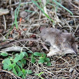 possible American pygmy shrew (Sorex hoyi)