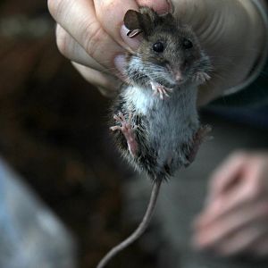 Deer mouse (Peromyscus maniculatus)