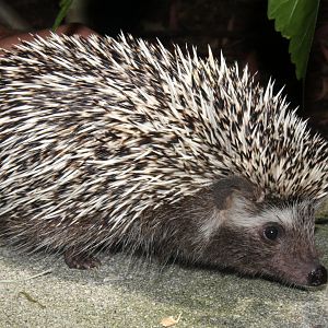 Southern African hedgehog (Atelerix frontalis) 2011