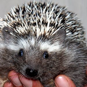 Southern African hedgehog (Atelerix frontalis) 2011