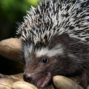 Southern African hedgehog (Atelerix frontalis) 2011