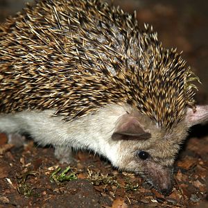 Egyptian Long-eared Hedgehog (Hemiechinus auritus aegypticus) 2010