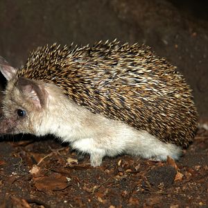 Egyptian Long-eared Hedgehog (Hemiechinus auritus aegypticus) 2010