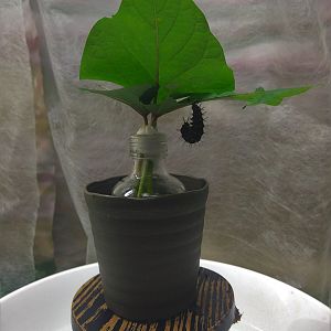 Great Eggfly Caterpillar