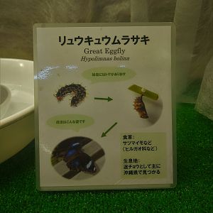 Great Eggfly Signage