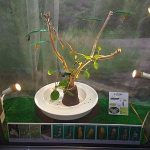 Tree Nymph Caterpillars and Cocoons