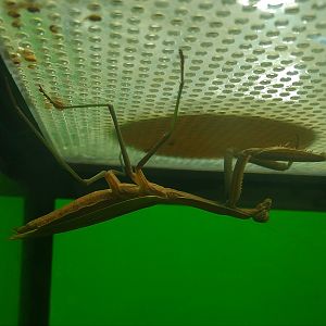 Large Mantis