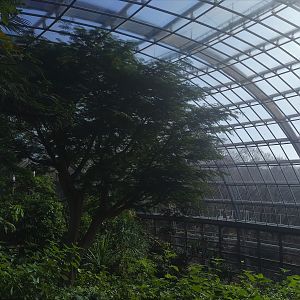 Butterfly Walkthrough