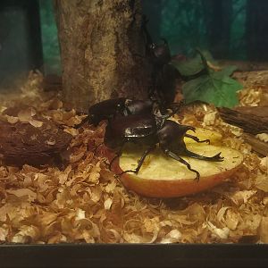 Japanese Rhinoceros Beetle