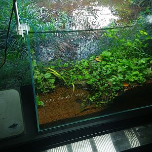 Mixed Insect Exhibit