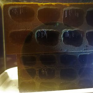 Glowworm Exhibit Setup