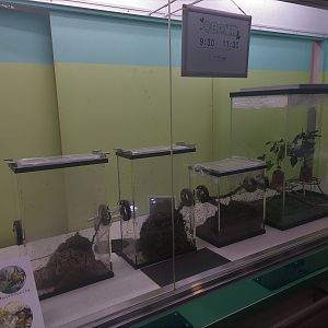 Leaf Cutter Ant Exhibit