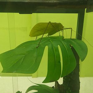 Macrolyristes corporalis