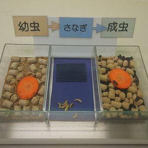 Beetle Development Exhibit