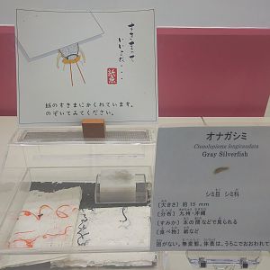 Grey Silverfish Exhibit