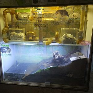 Japanese Water Shrew Exhibit