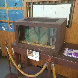 Japanese Pipistrelle Box