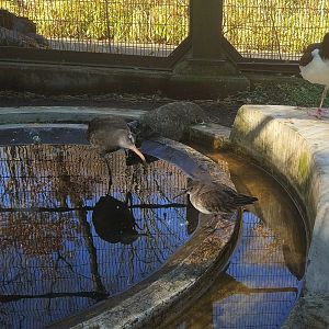 Black-tailed Godwit, Dunlin and Eurasian Oystercatcher