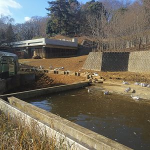 Indian Rhino Exhibit