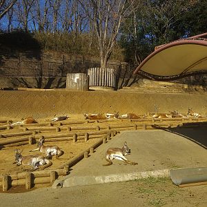 Red Kangaroo Exhibit