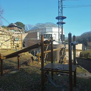 Bornean Orangutan Exhibit