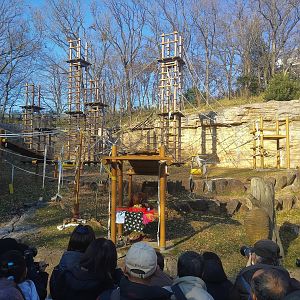 Orangutan Fiftieth Birthday Party