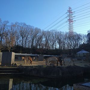 Przewalski's Horse Paddock