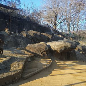Himalayan Tahr Exhibit