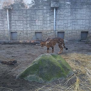 King Cheetah in Small Side Exhibit