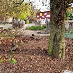 Tasmanian Devil exhibit