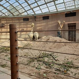 Asian Elephant indoor