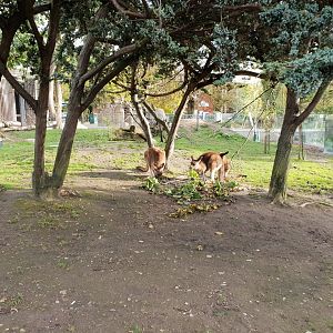 Australia Walktrough area