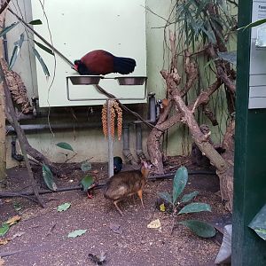 Java mouse deer, Tropical house