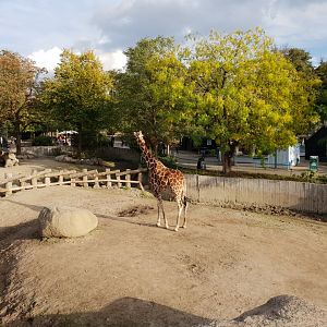 Reticulated giraffe, African Savannah