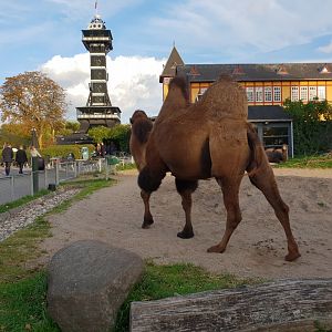 Bactrian Camel, The Tower