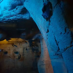 Bat Cave, Egyptian fruit bats