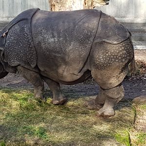 Indian rhinoceros