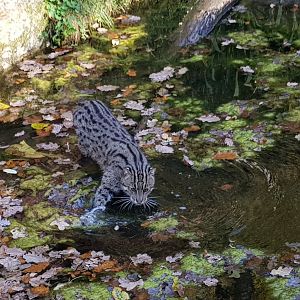 Fishing cat