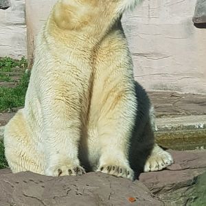 Polar bear
