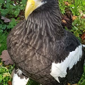 Steller sea eagle
