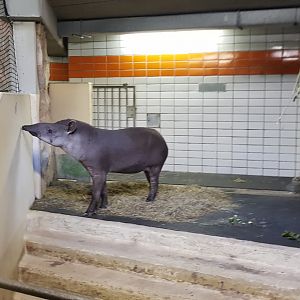 Lowland tapir indoors