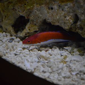 Cirrhilabrus rubriventralis