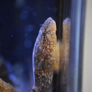 Gobiesox maeandricus