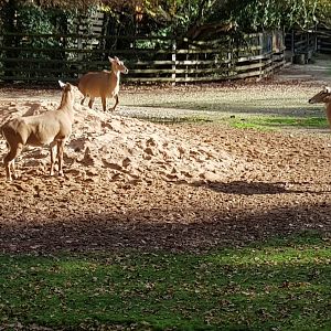 Indian antelope paddock
