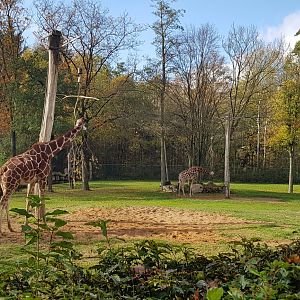 Giraffe paddock
