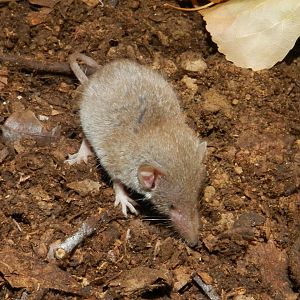 Greater White-toothed Shrew