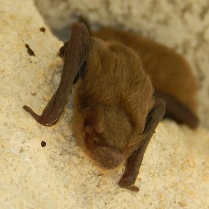 Common Pipistrelle