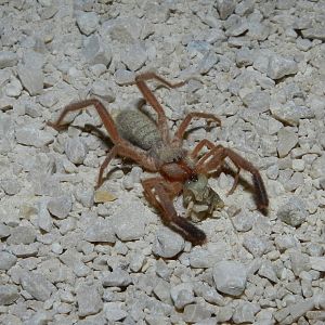 Camel Spider