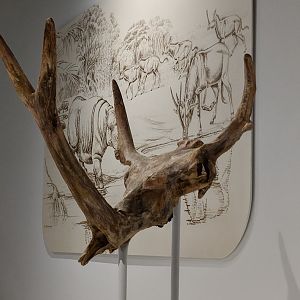 Synthetoceras tricornatus