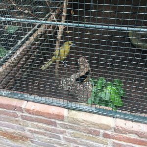 Avifauna bird ID (tropical hall)